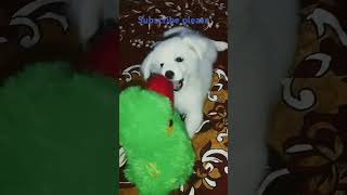 Lily the Pomeranian funny dog videotrending virel shorts puppy [upl. by Eecyal]