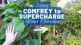 Growing and using comfrey  a free fertiliser to supercharge your garden  Permaculture food forest [upl. by Undry639]