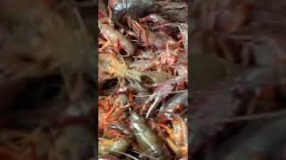 How to cook 100 lbs crawfish like [upl. by Whipple]