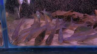 True porthole Catfish Brochis Splendens Ottocinclus and Agassizii Corydoras Instock [upl. by Akenaj]