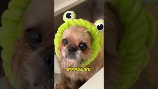 DON’T Get the WOOKIEE Wet dog funny [upl. by Cire]