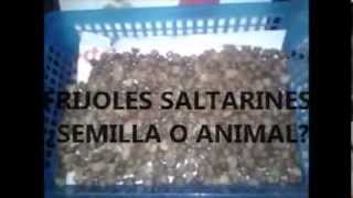 Frijoles saltarines animal semilla amuleto ¿Porque saltan y que tienen dentro [upl. by Attenal659]