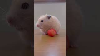 Hamster vs Fruit Unexpected Struggle 🍉🐹 shorts [upl. by Shapiro]