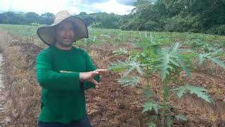 ¿Cual es la distancia de siembra adecuada en el cultivo de papaya [upl. by Ecnarepmet557]