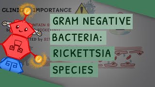 Gram Negative Bacteria Rickettsia species [upl. by Eartnoed]