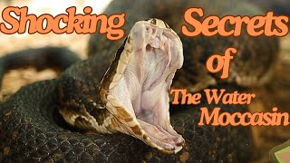 EXPERT Herpetologist Shares Shocking Water Moccasin Secrets [upl. by Goth]