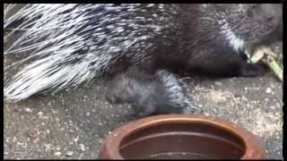 Niedlich Stachelschweinnachwuchs im Zoo  ELSTERWELLE [upl. by Schlosser984]