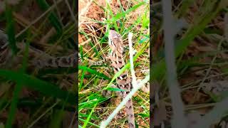 lezard in tharparkarbeautiful video [upl. by Stine]