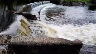 Sedbergh Weir Fish Pass River Rawthey [upl. by Tselec]