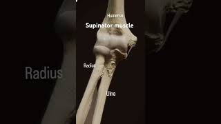 The supinator muscle originate from the lateral epicondyle of humerusanatomy mbbsabroad doctor [upl. by Baoj]