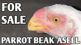 PARROT BEAK ASEEL FOR SALE IN AMRITSAR PUNJAB  7696616701 [upl. by Anrol149]