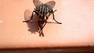 How To Get Rid Of A House Fly Infestation [upl. by Nanice]