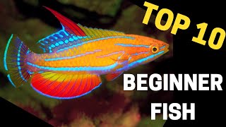 Top 10 Stunning Saltwater Fish for Beginners [upl. by Manaker871]