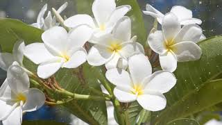 How to Grow Frangipani Flower [upl. by Tory203]