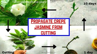 Tabernaemontana plant propagation \ simplest way to propagate crepe jasmine\propagate from cutting [upl. by Itsim671]