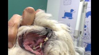 La enfermedad periodontal en tu perro síntomas y cuidados [upl. by Storz]