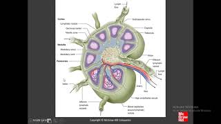 Dentistry Histology of Organs  Chapter 14 C Lymphoid System [upl. by Elo995]