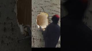 Why Woodpecker dig hole hole woodpecker facts bangla animallover reaction tree jungle lates [upl. by Kauffman]