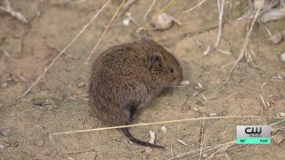 Romance lessons from the vole a tiny rodent obsessed with monogamy [upl. by Tish]