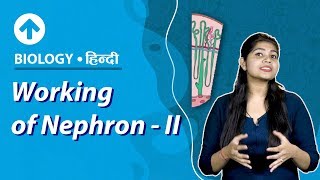 Working of NephronII  Hindi  Excretory System  Biology  Class 10 [upl. by Idnat]