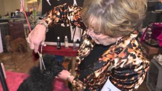 Affenpinscher Show Grooming new products [upl. by Fredella]