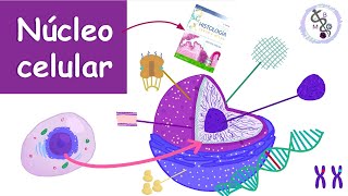 Núcleo Celular Componentes funciones  Histología Ross [upl. by Adamec398]