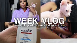 week vlog  buying a hairless cat  more shenanigans  Meet Caillou 👩🏽‍🦲   ChesaTheBrat [upl. by Allehc]