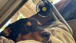 REVIEW of Odoland USB FAN  Dog Approved [upl. by Eittik781]