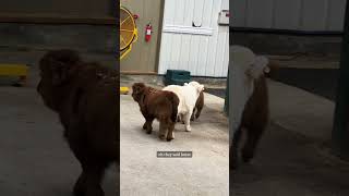 Mini cows go explore the barn on their own highlandcattle minicows cuteanimals babyanimals [upl. by Nugesulo]