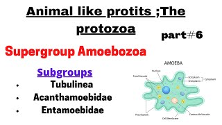 Supergroup AmoebozoaTubulinea  Entambidae Acanthamebidae Pseudopodia animal like protists [upl. by Eey]