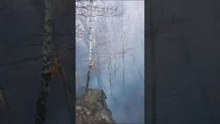 Incendiu într o pădure din județul Satu Mare [upl. by Siddon]