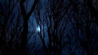 10 Hours Full Moon Forest Video amp Audio Nightbirds 1080HD SlowTV [upl. by Idnym177]