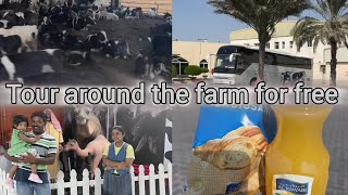 Tour around Al Rawabi Diary farm alkhawaneej shorts youtubeshorts [upl. by Corby]