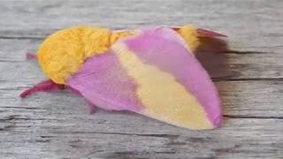 The Rosy Maple Moth [upl. by Judsen]