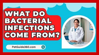 What Do Bacterial Infections Come From  PetGuide360com [upl. by Bittencourt278]