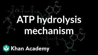 ATP hydrolysis mechanism  Biomolecules  MCAT  Khan Academy [upl. by Pan]