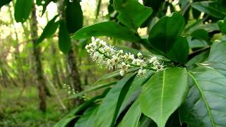 Beautiful Rhododendron Flower In Woodland [upl. by Todd]