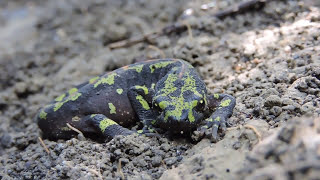 Triton marbré Triturus marmoratus [upl. by Yornoc]