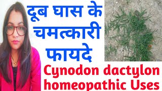 Cynodon dactylon  दूर्वा  दूब  हरियाली घास के औषधीय गुण  Cynodon dactylon Homeopathic  दूब घास [upl. by Nefen]