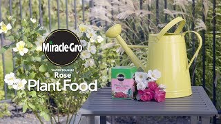 How to Use MiracleGro® Water Soluble Rose Food [upl. by Seth759]