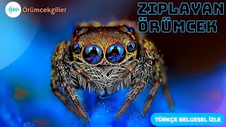 ZıplayanÖrümcek ve ya SıçrayanÖrümcek Salticidae  video örümcekler [upl. by Eiknarf]