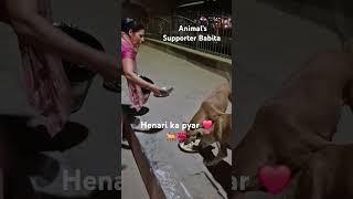 Henry ka pyar ❤️🐕💯shots doglover streetdogshelpshortvideoytbshortsanimals lovecute creativ [upl. by Gene602]