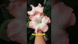 Comment flower name flowers subscribe interesting wow [upl. by Amersham]