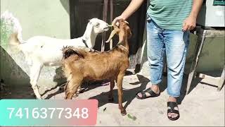 Desi bakra  Bakri available at nawab saheb kunta HYDhyderabadgoatforsale mdzaheersheeps [upl. by Heydon]