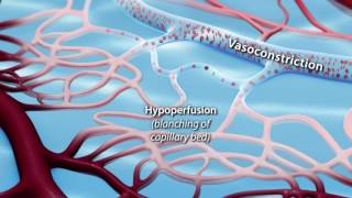 Capillary Blood Flow [upl. by Avle470]