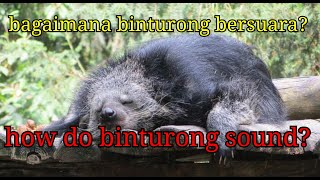 suara binturongbinturong sound熊熊声音बिंटुरोंग ध्वनि [upl. by Netsirhc84]