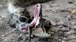 Python vs Python 01  Snake Cannibalism [upl. by Lasyrc]