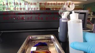 How to Make a Gram Stain [upl. by Trask]