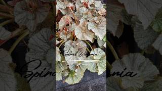 begonia spiral begonia plants garden plantlovers shorts shortfeed shortvideo [upl. by Brathwaite]