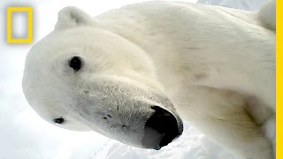 Polar Bear Eats Seal in First Ever POV Video  National Geographic [upl. by Norreht]